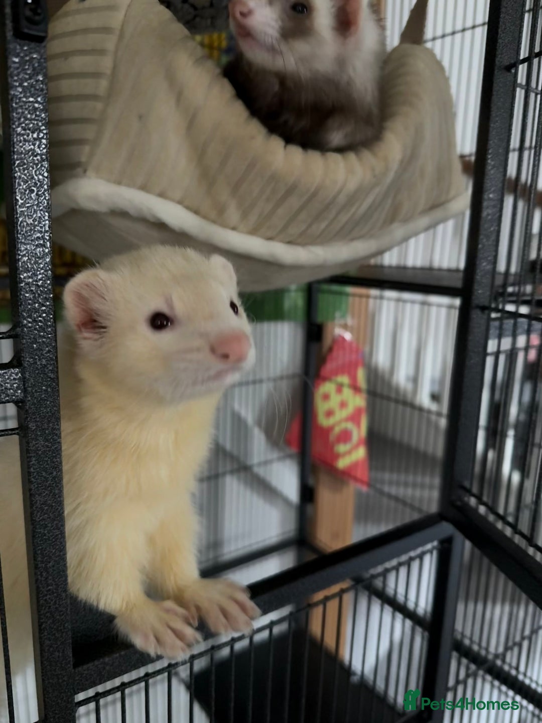Ferret rodents for sale: Male ferret rehoming - Advert 2