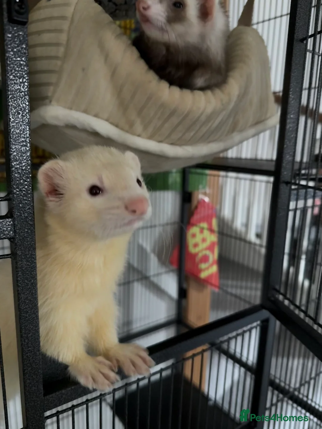 Ferret rodents for sale: Male ferret rehoming - Advert 2
