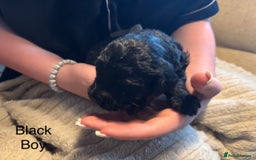 Goldendoodle dogs for sale: 12 Stunning Goldendoodles - Image 8