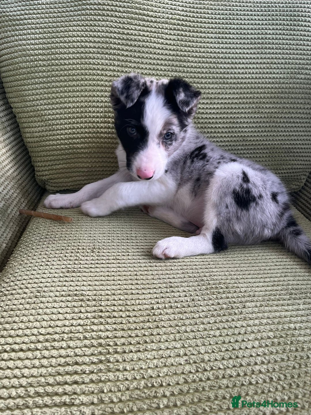 Border Collie dogs for sale: Working bloodline Blue merle pup - Advert 10