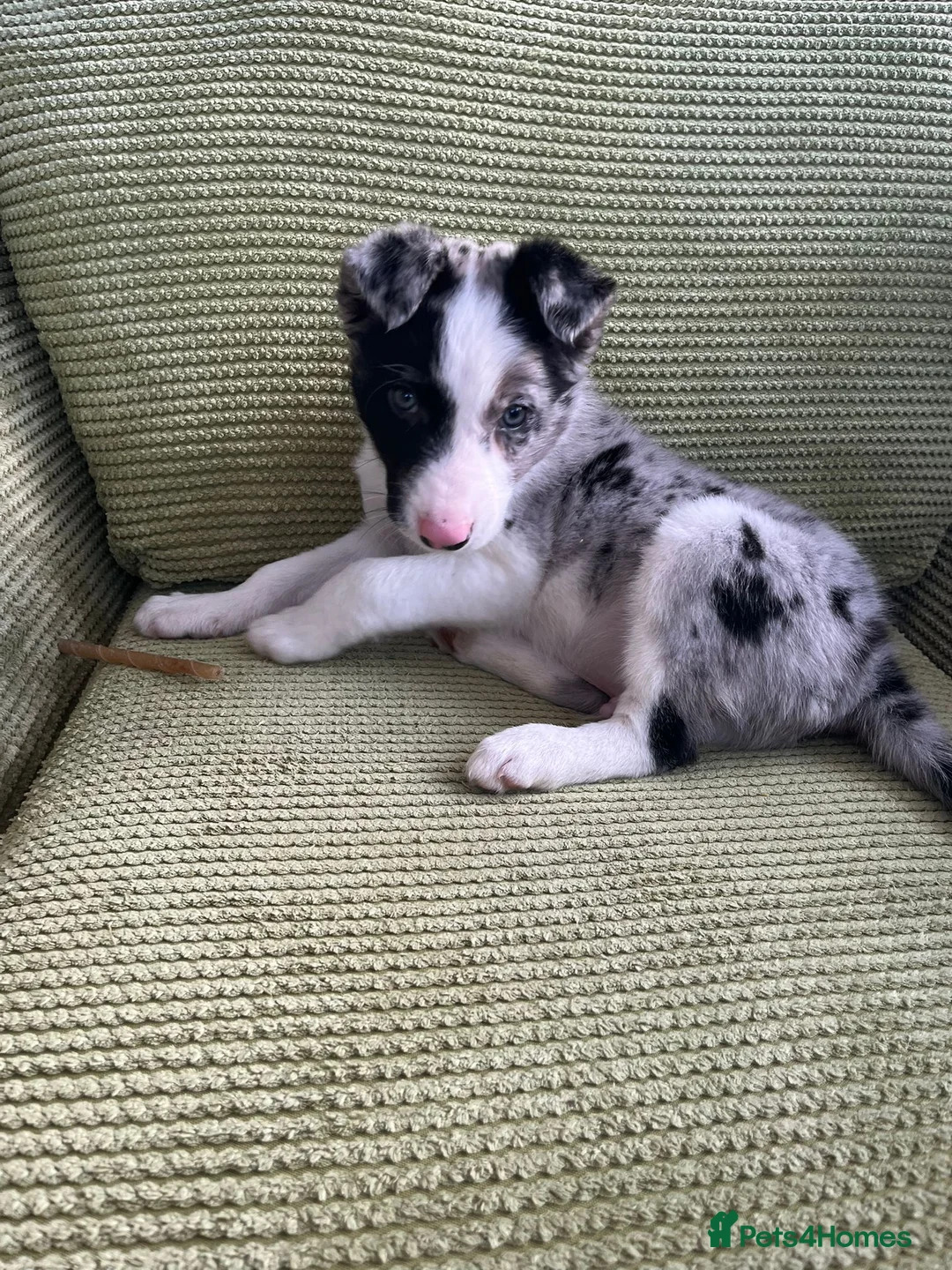 Border Collie dogs for sale: Working bloodline Blue merle pup - Advert 10