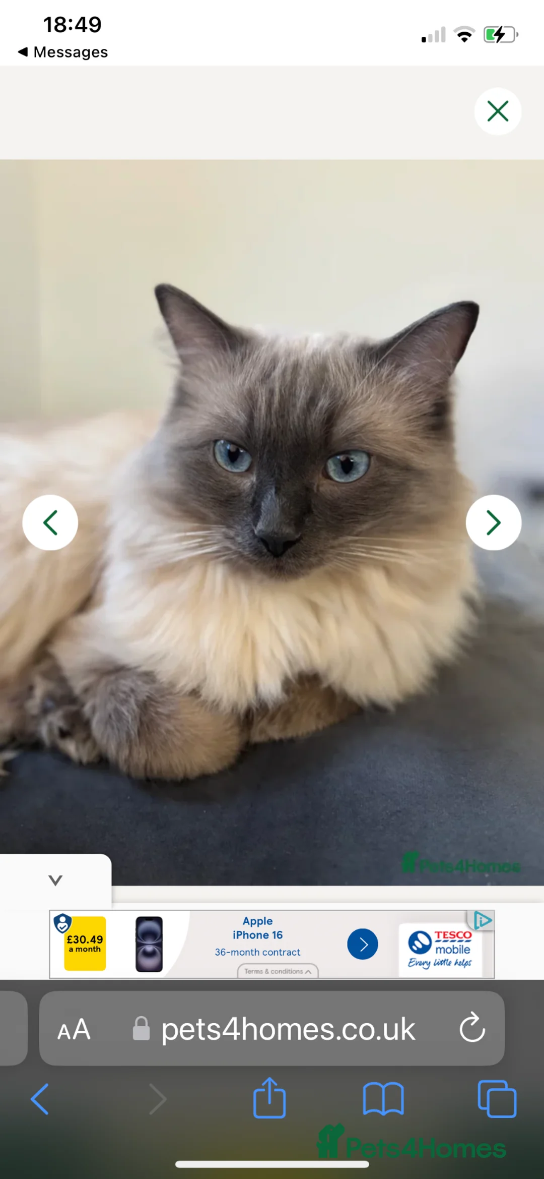 Ragdoll cats for sale: Pure/full Ragdoll kittens one girl and two boys  in Northwich - Advert 10