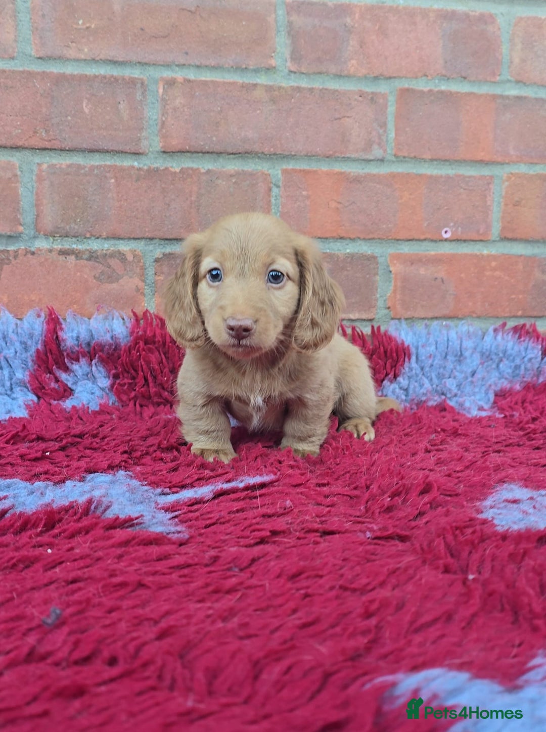 Miniature Dachshund dogs for sale: BEAUTIFUL CREAM LONG HAIR WITH ALL DNA - Advert 10