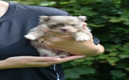 Pomsky dogs for sale: Merle Genuine Toy Size  Pomsky Puppies - Image 34