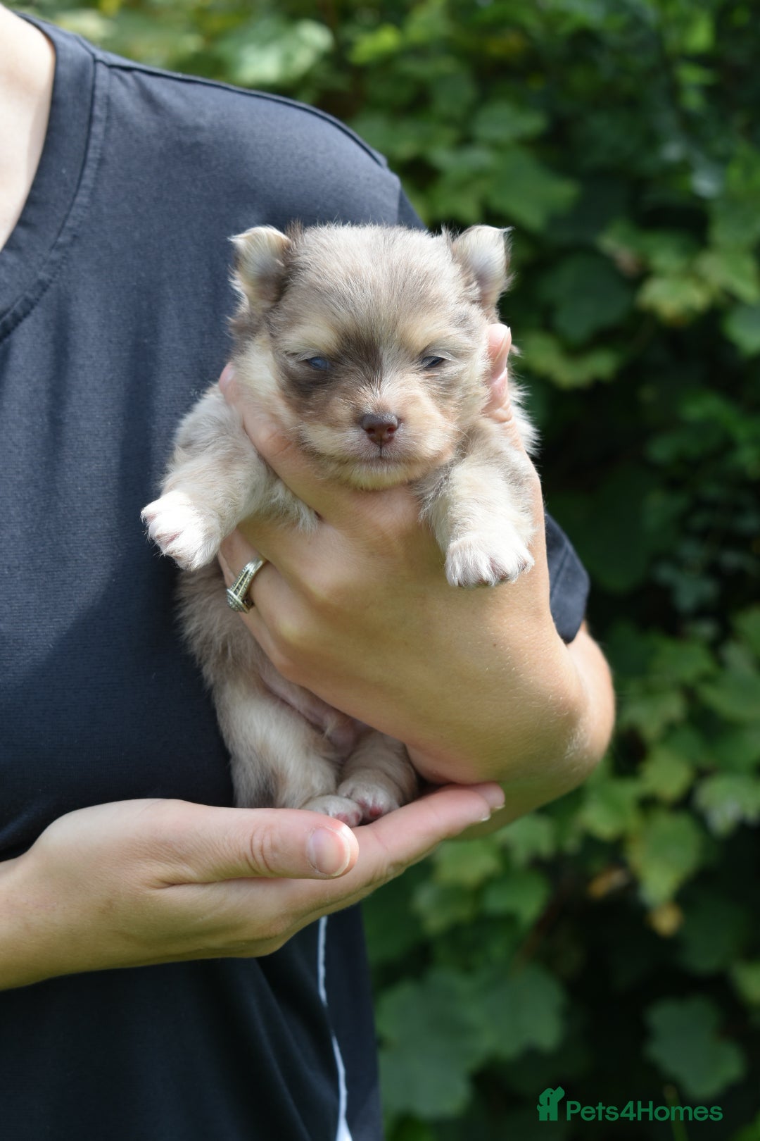 Pomsky dogs for sale: Merle Genuine Toy Size  Pomsky Puppies - Image 34