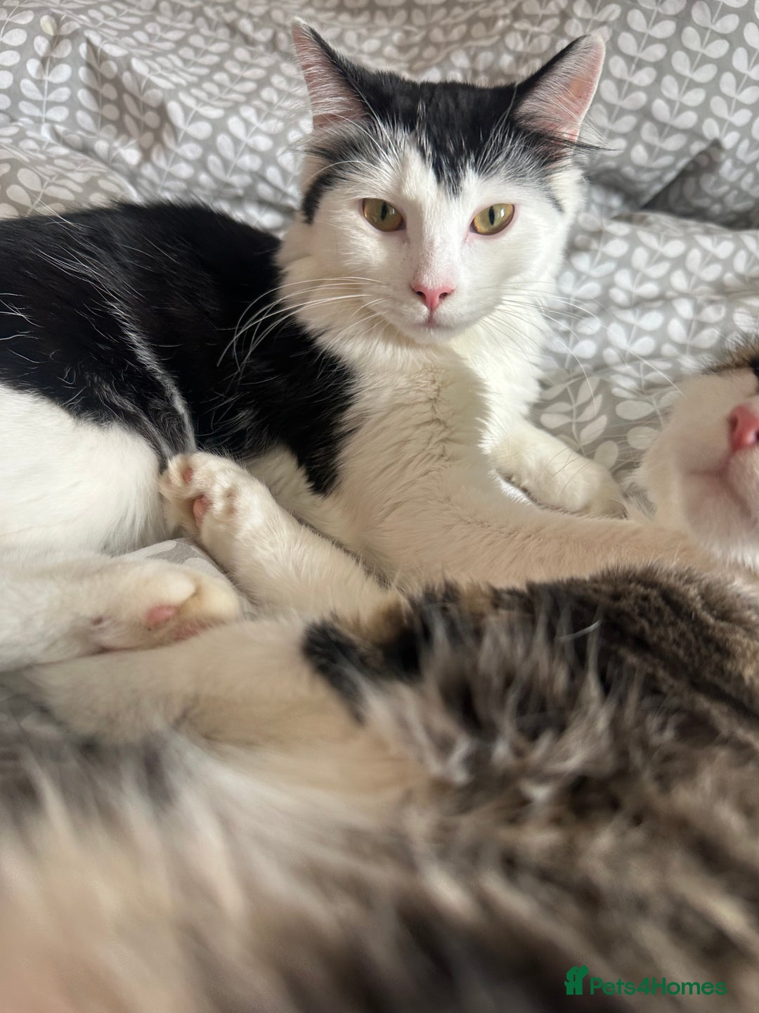 Mixed Breed cats for sale: 2 cats - Image 2