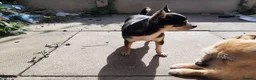 Chihuahua dogs for sale: Missy, pedigree tri black chihuahua girl. - Advert 7
