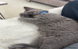 Scottish Fold cats for sale: Scottish fold - Image 11