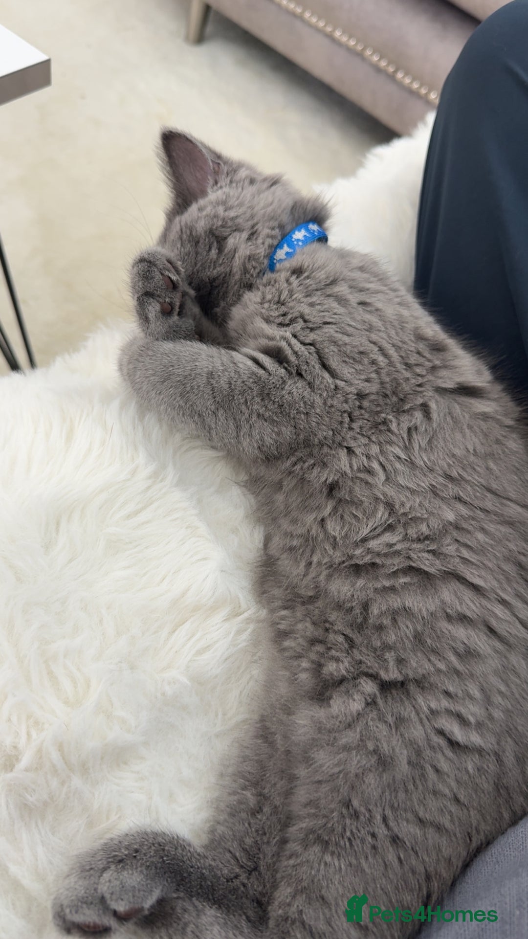 Scottish Fold cats for sale: Scottish fold - Image 11