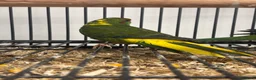 Mixed Breed birds for sale: Various Stunning Birds Available  - Advert 4