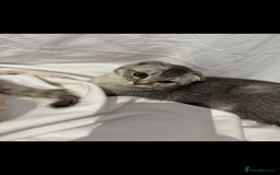 Scottish Fold cats for sale: Scottish Fold Kittens Variety of Colours - Image 14