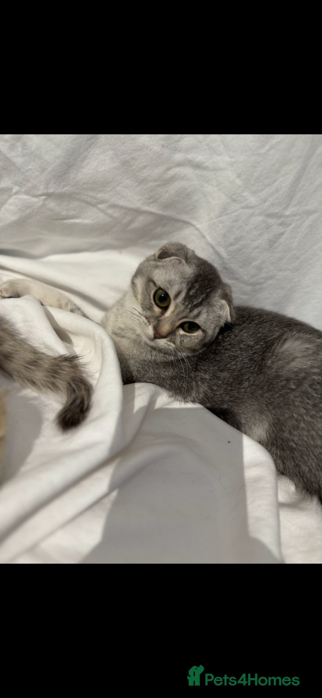 Scottish Fold cats for sale: Scottish Fold Kittens Variety of Colours - Image 14