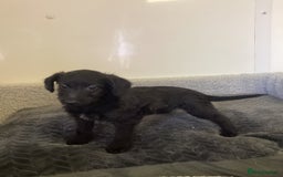 Mixed Breed dogs for sale: Whippet x bedlington - Image 15