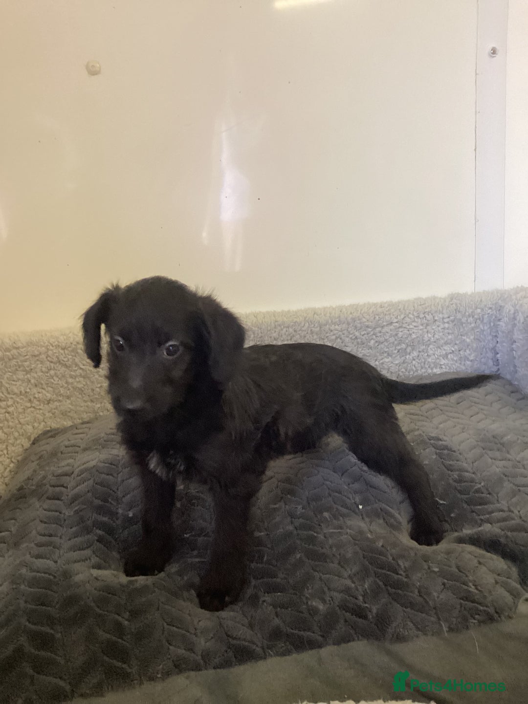 Mixed Breed dogs for sale: Whippet x bedlington - Image 15