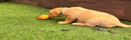 Labrador Retriever dogs for sale: 🐾 Kc reg labrador puppies 🐾  in Beccles - Advert 3