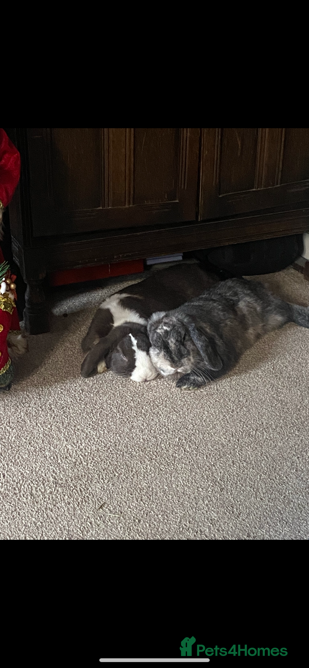 Dwarf Lop rabbits for sale: Two male dwarf lops for sale - Advert 1