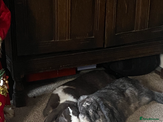 Dwarf Lop rabbits Two male dwarf lops for sale - Advert 7