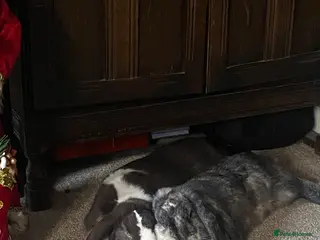 Dwarf Lop rabbits Two male dwarf lops for sale - Advert 14