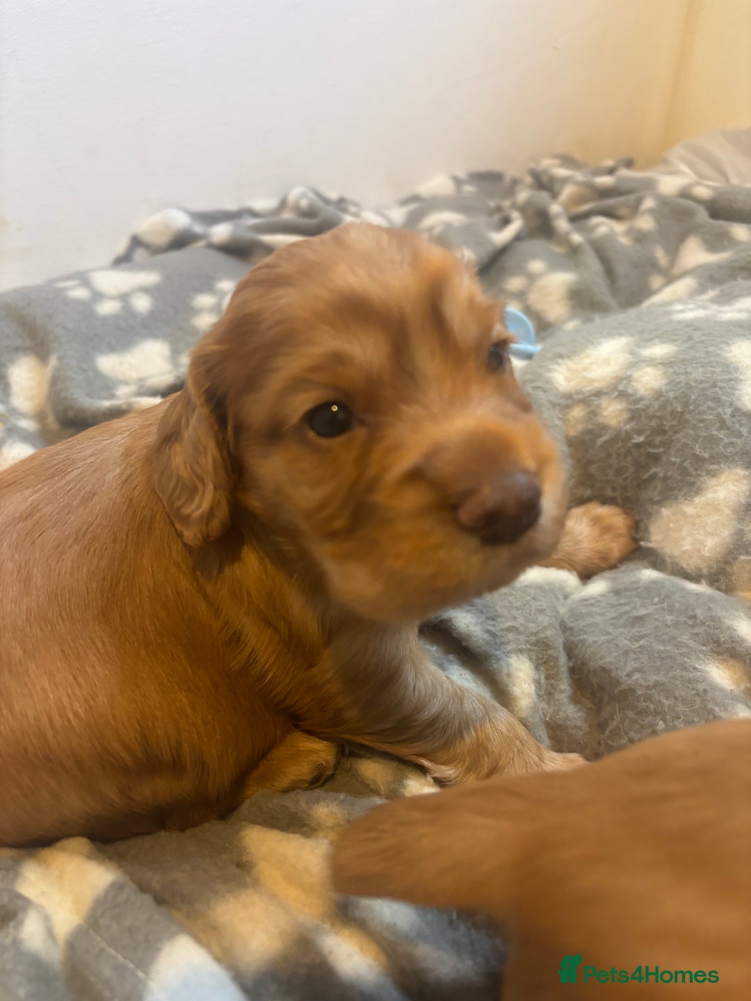 Cocker Spaniel dogs for sale: Working ginger/red cocker spaniels. - Image 15