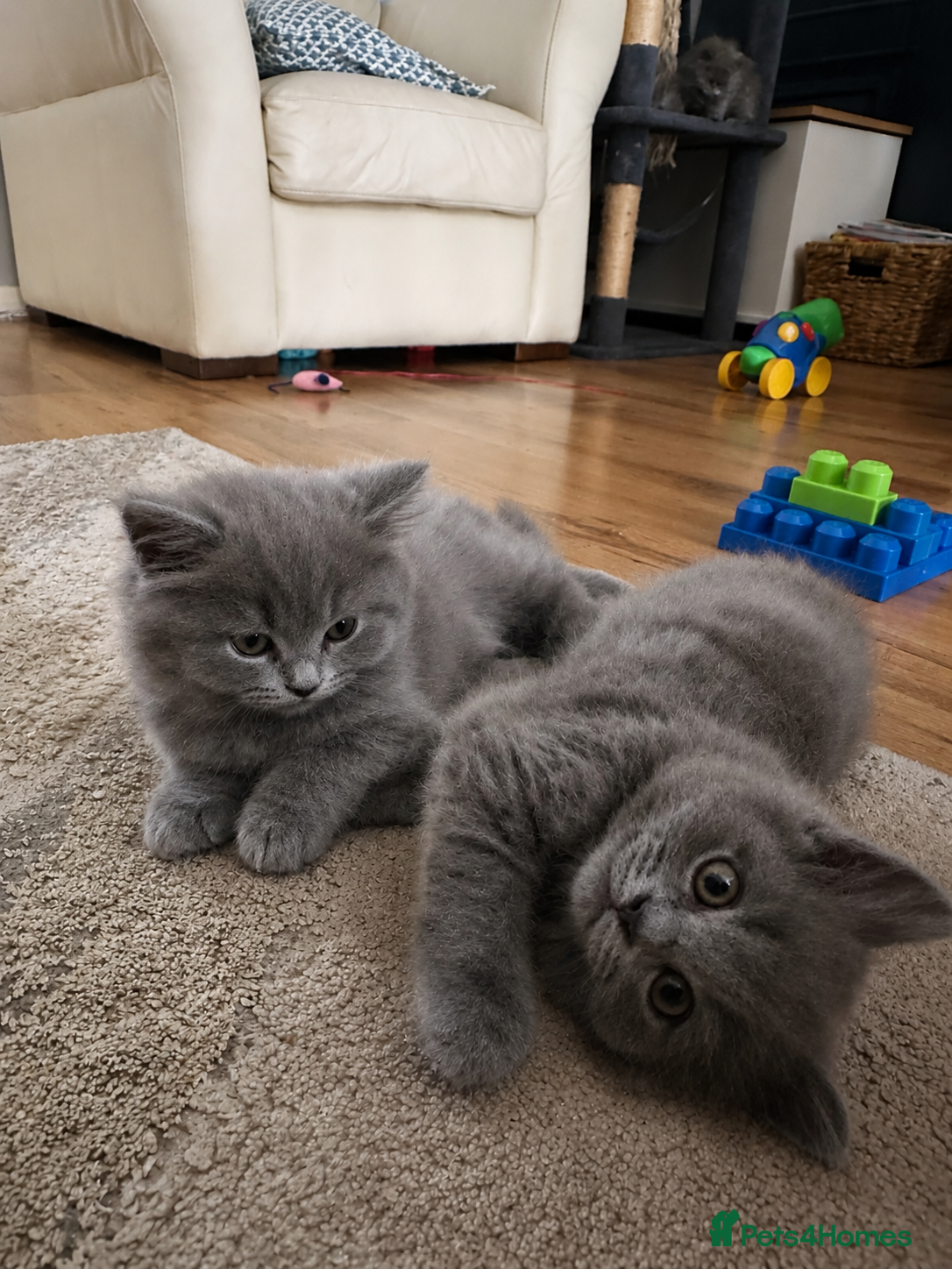 British Longhair cats Stunning Blue BritishLonghair Kittens  - Advert 6
