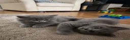 British Longhair cats for sale: Stunning Blue BritishLonghair Kittens  - Advert 1