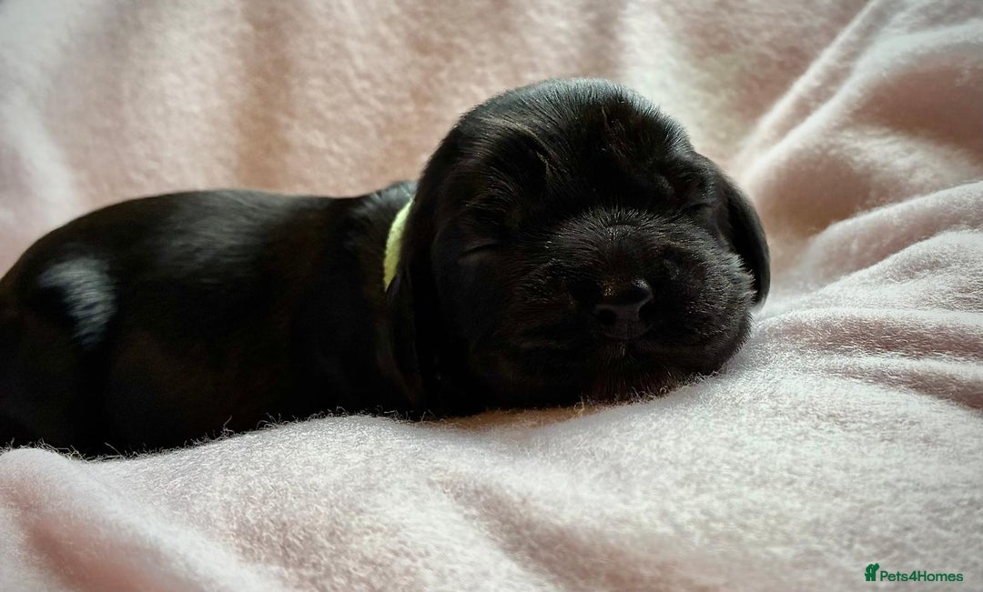 Sprocker dogs for sale: 9 gorgeous Sprocker pups - Image 25