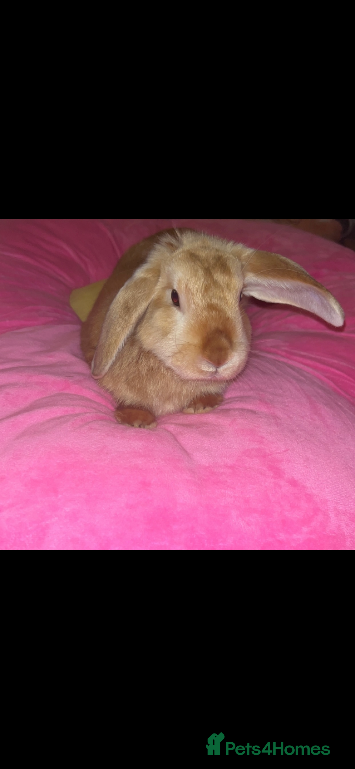 Mini Lop rabbits Peter - Advert 1
