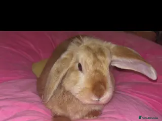 Mini Lop rabbits Peter - Advert 1