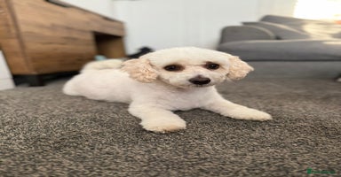 Cavapoochon dogs - Advert 3