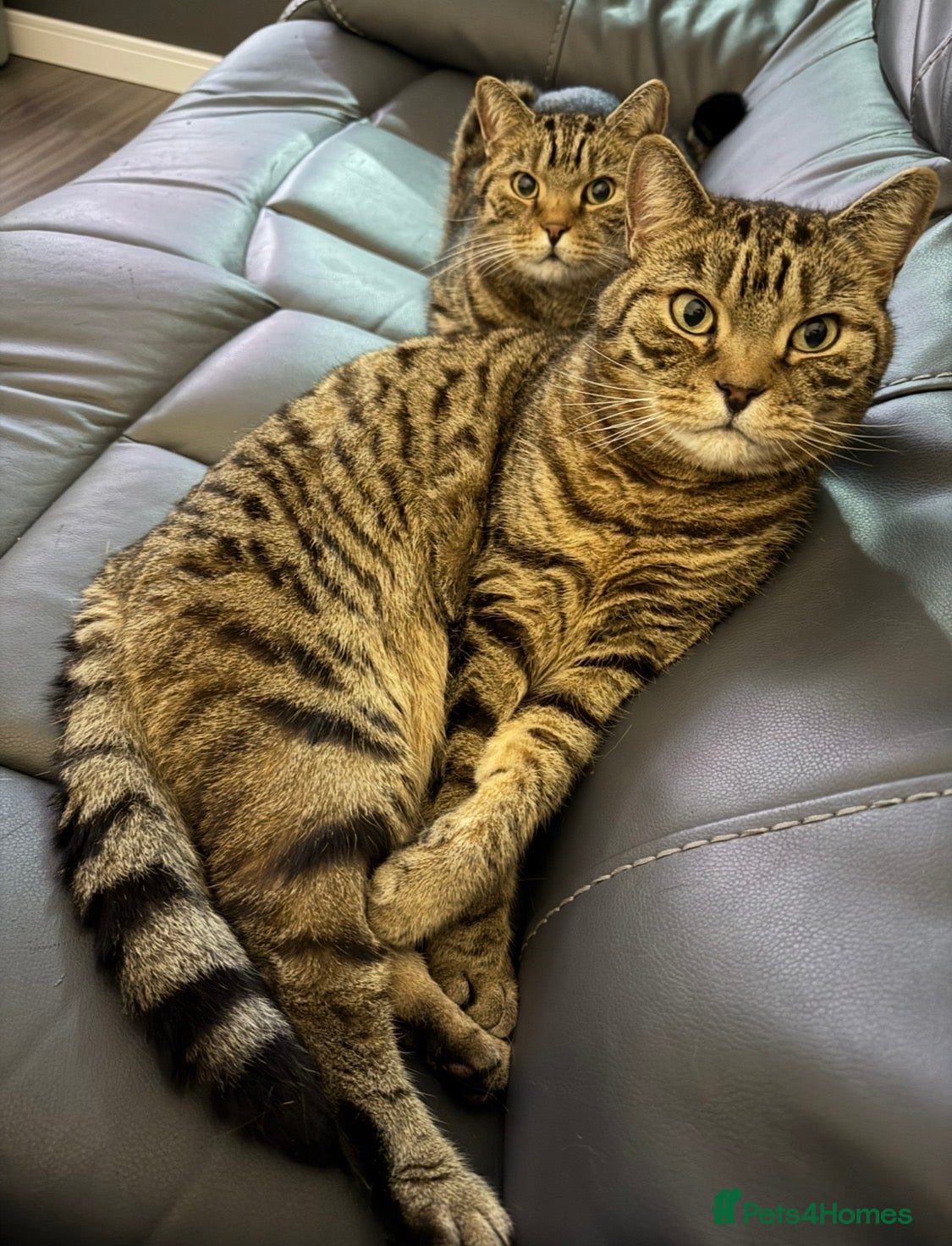 British Shorthair cats Dave & Ted British Shorthair Brothers - Advert 2