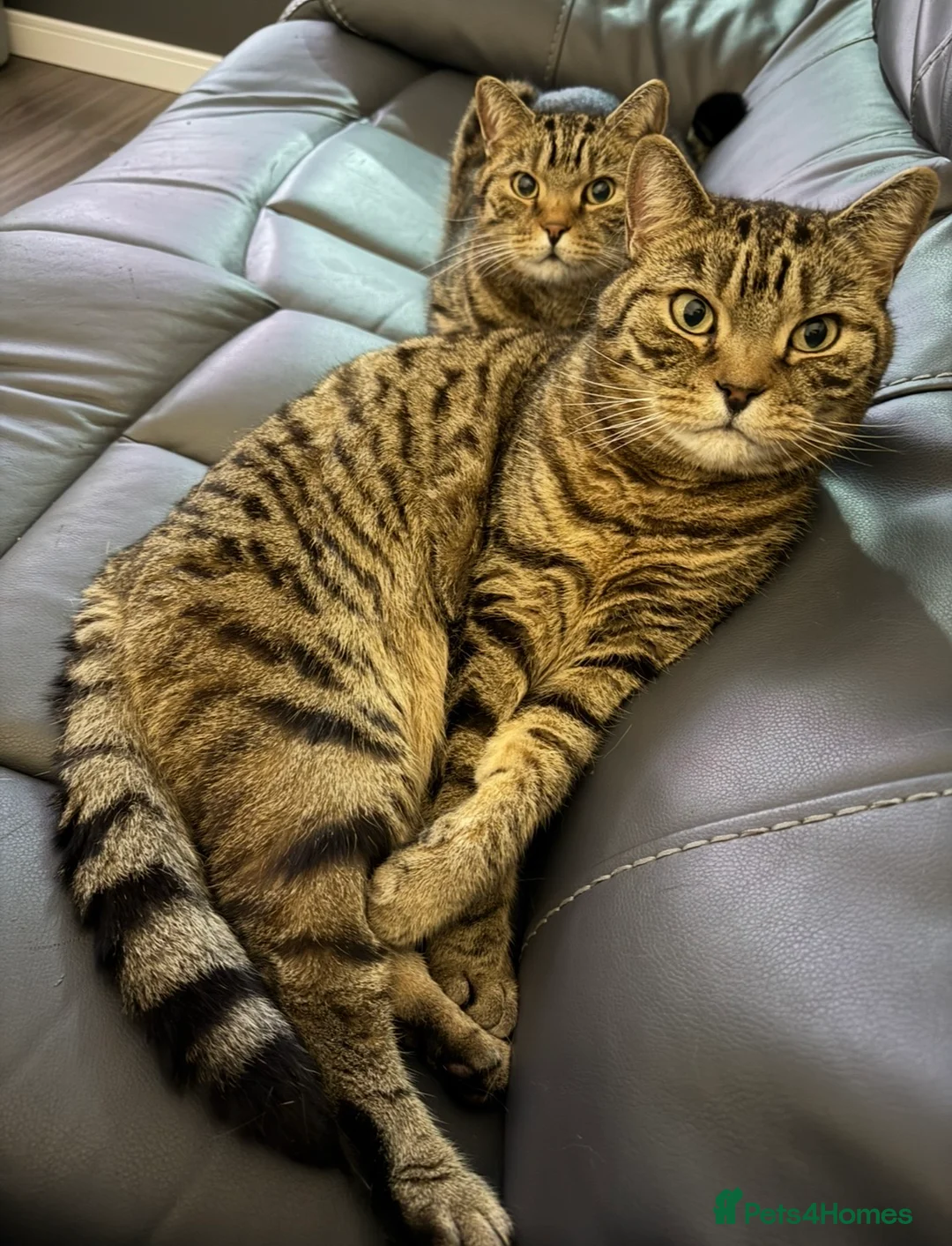 British Shorthair cats for sale: Dave & Ted British Shorthair Brothers - Advert 1