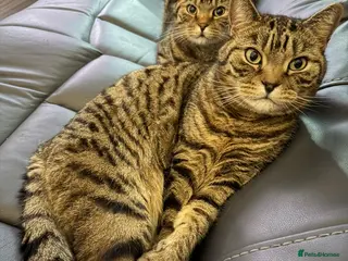 British Shorthair cats Dave & Ted British Shorthair Brothers - Advert 2