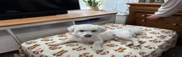 Bichon Frise dogs for sale: 2 year old male neutered bichon frise in Wrexham - Advert 4