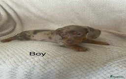 Dachshund dogs for sale: Gorgeous dachshund puppies  - Image 2