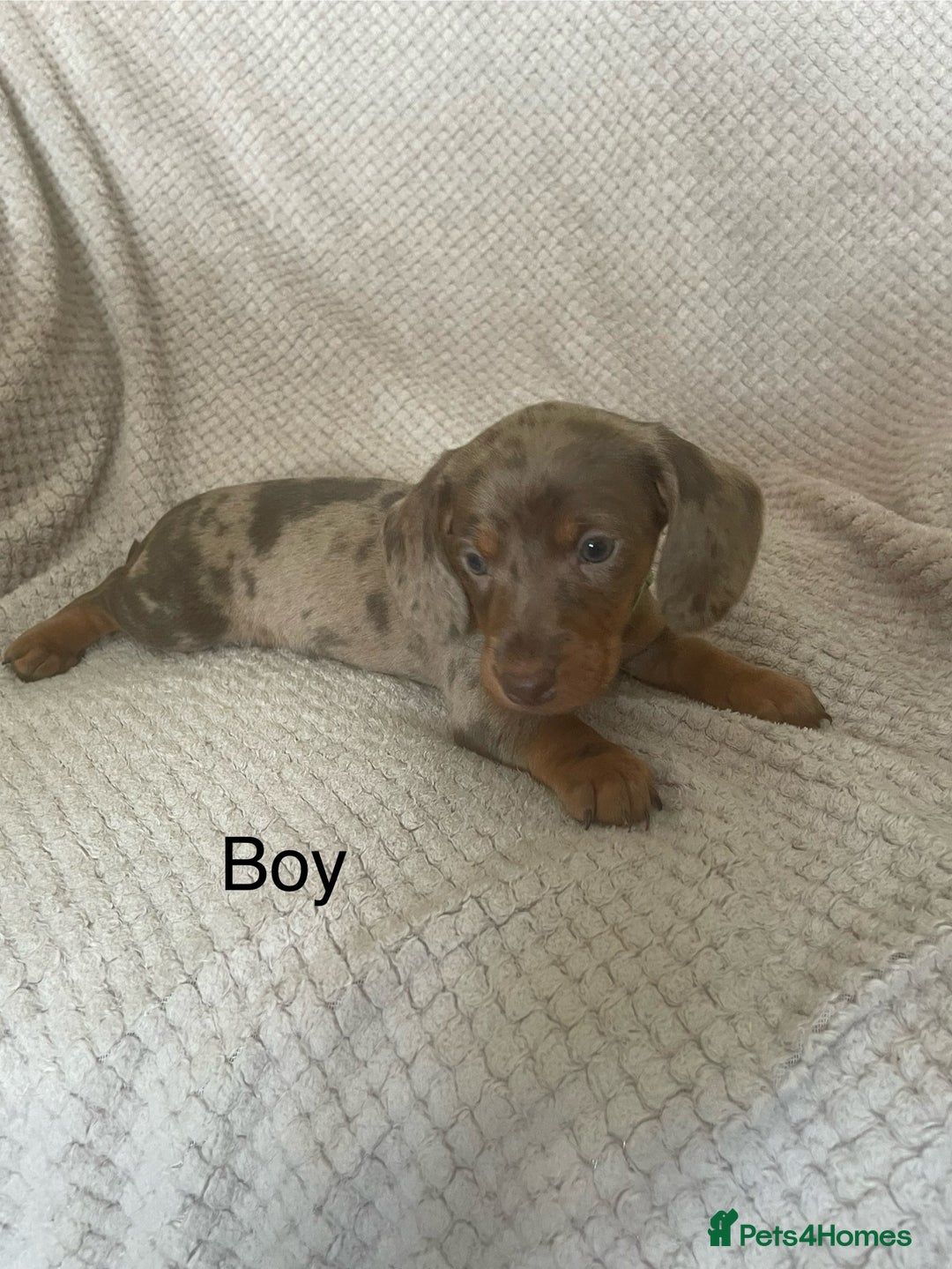 Dachshund dogs for sale: Gorgeous dachshund puppies  - Image 2