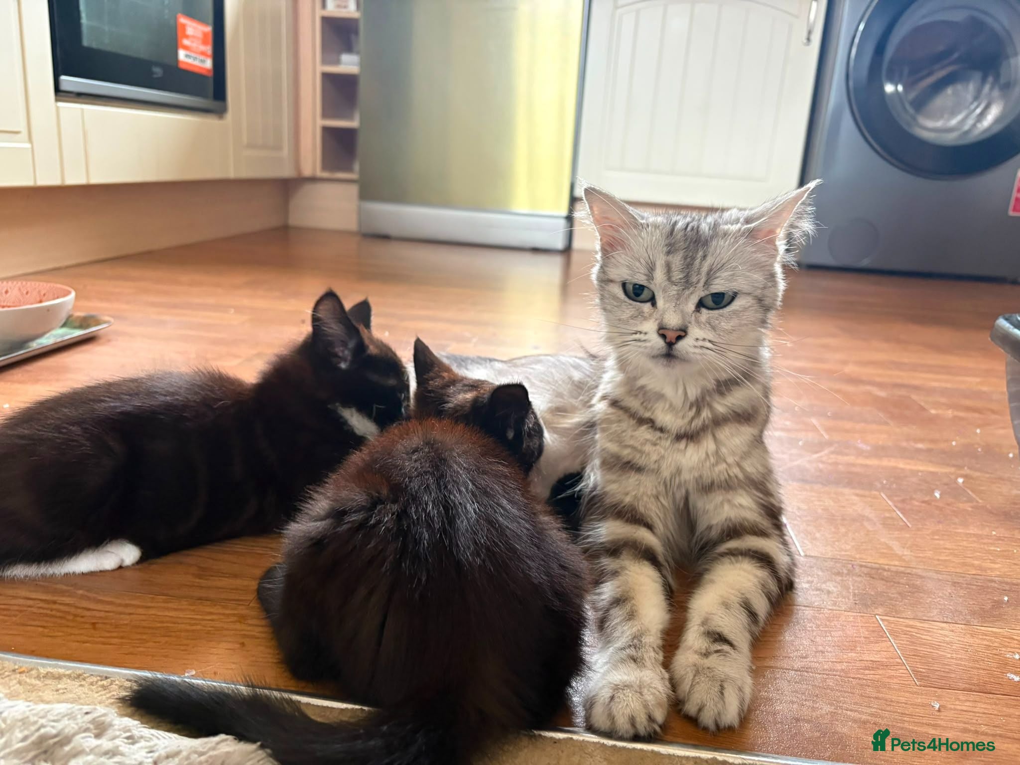 Mixed Breed cats CUTE KITTENS - Advert 5