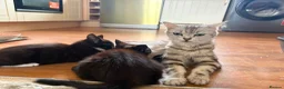 Mixed Breed cats for sale: CUTE KITTENS - Advert 1