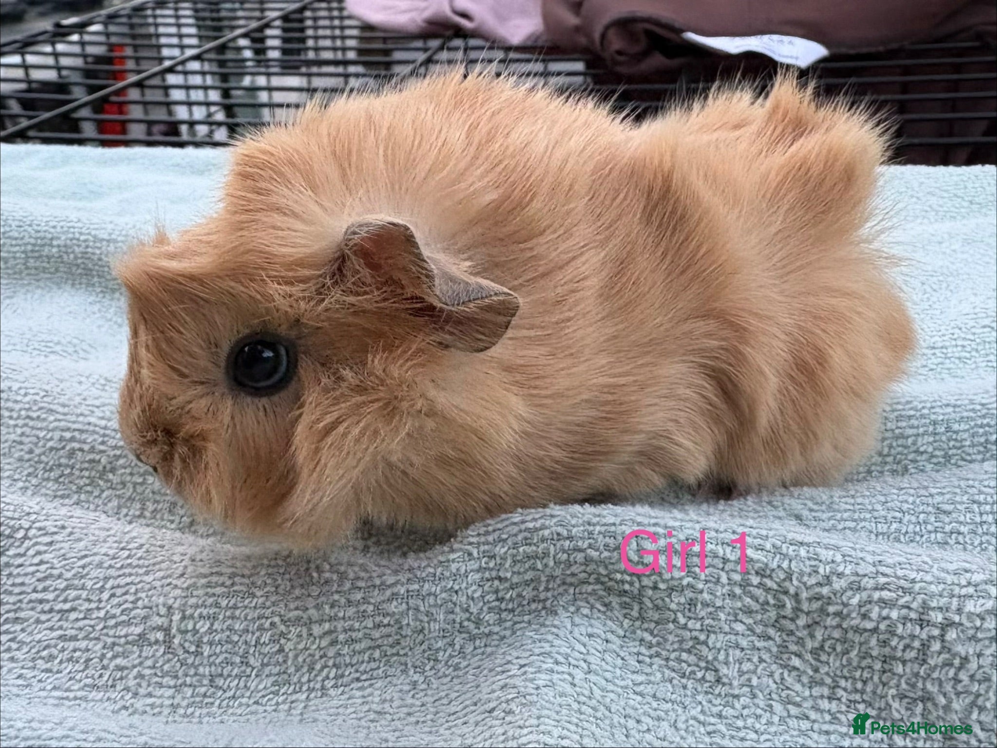 Guinea Pig rodents Baby Girls & Boys - Advert 8
