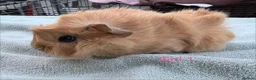 Guinea Pig rodents for sale: Baby Girls & Boys - Advert 1