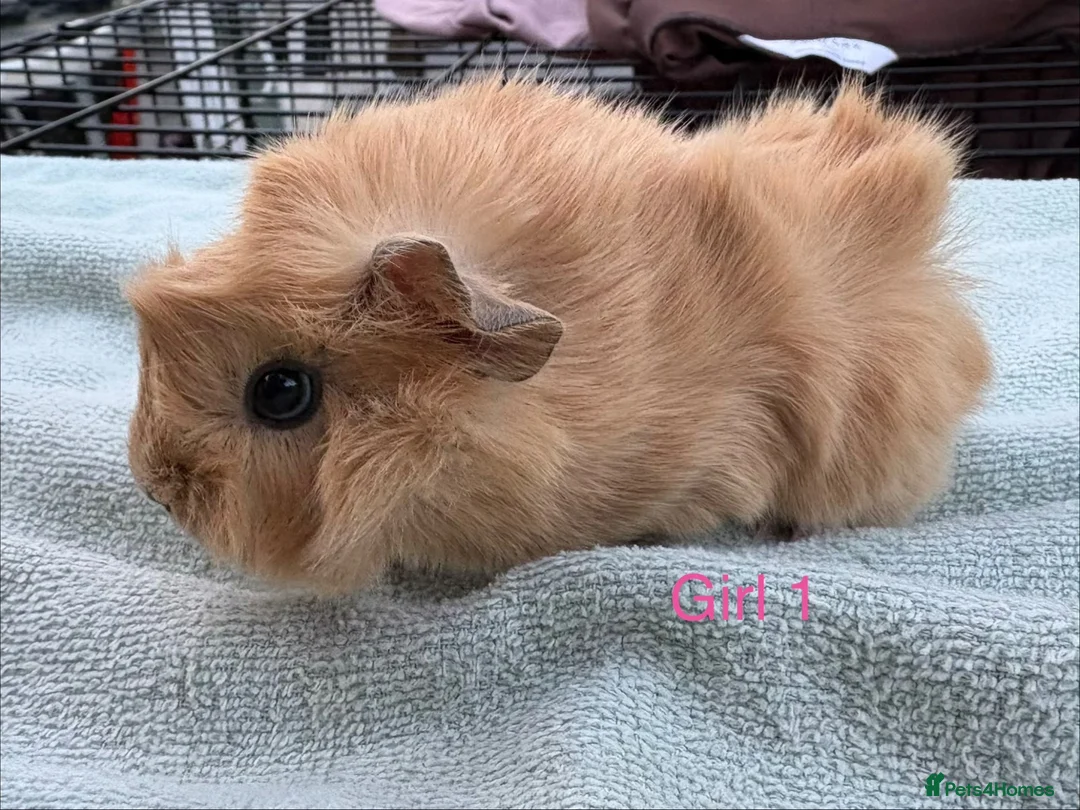 Guinea Pig rodents for sale: Baby Girls & Boys - Advert 1