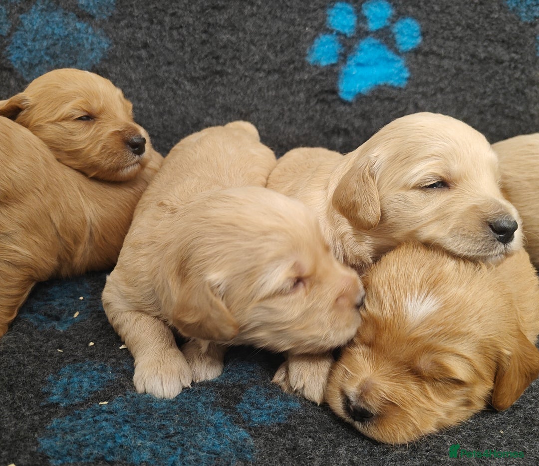 Mini Goldendoodle dogs for sale: Adorable Red & Apricot Goldendoodle Puppys - Image 5