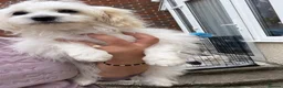 Havanese dogs for sale: Havanese puppy - Advert 7
