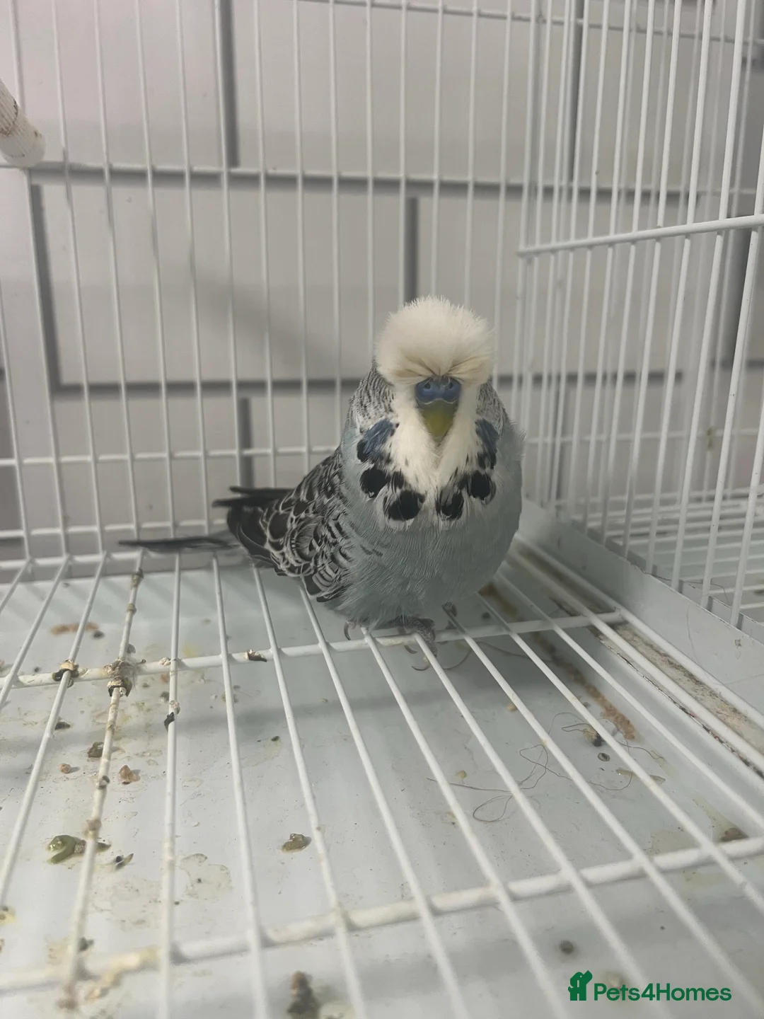 Gallery Image {{count}}