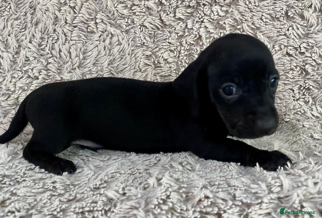 Dachshund dogs for sale: Sausage dachshund puppies  - Image 7