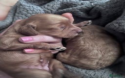Cockapoo dogs for sale: Beautiful cockapoo baby's  - Image 14
