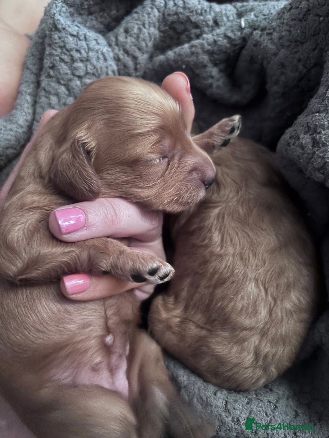 Cockapoo dogs for sale: Beautiful cockapoo baby's  - Image 14