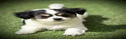 Chihuahua dogs for sale: Female 12 week old chihuahua puppy  - Advert 9