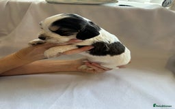 Cocker Spaniel dogs for sale: Cocker spaniel pups - Image 11
