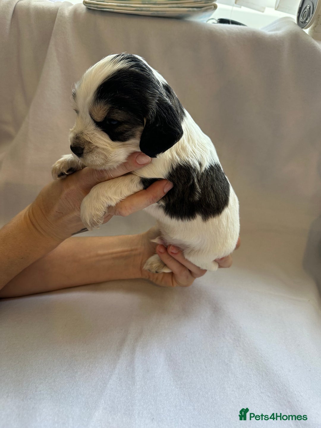 Cocker Spaniel dogs for sale: Cocker spaniel pups - Image 11