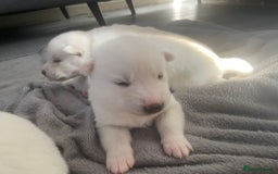 Siberian Husky dogs for sale: Gorgeous Husky puppies - Image 7